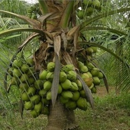 bibit kelapa - bibit kelapa hibirda - bibit kelapa hijau hxgyek 5180vx