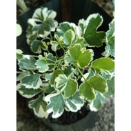 Variegated Papua Kalipay Plant