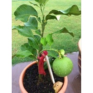 Pokok Limau Bali isi Merah
