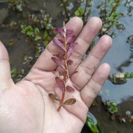 Rotala Blood Red Singapore (10 Pcs)