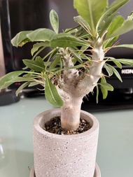 白馬城 塊植植物