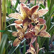 Anggrek cymbidium coklat totol hibridd murah - Tanaman Hias Hidup