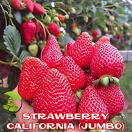 Benih Buah strawberry jumbo california strawberry genjah