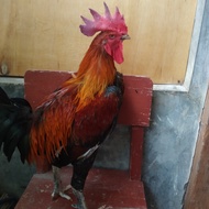 Ayam Jago persilangan Pelung