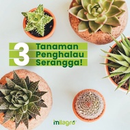 RACUN SERANGGA ORGANIK MILAGRO