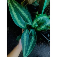 keladi Lintah Rare/Pokok hutan