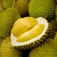 Anak Pokok Durian D24 Hybrid Kahwin