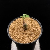 SG1161-香水洋葵優選株🔥多肉植物小盆栽禮物🔥