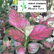 aglonema lady valentine pink / tanaman hias aglonema / aglonema - pot