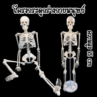 🔥พร้อมส่ง🔥โมเดลโครงกระดูกมนุษย์ขนาด 85cm Human Skeleton Anatomy เพื่อการศึกษา ให้ความรู้ที่จำเป็นเกี