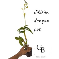 (0_0) Anggrek Dendrobium berbunga / Anggrek Dendrobium Spike / Anggrek