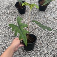 90s Greenovation Live Plant Alocasia Jacklyn 杰克林海芋 P120