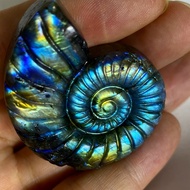 1pc Flash Laradorite Ammonite Shell Crystal -Rare Collection Handcrafts Iridescent Blue/Green/BlackG