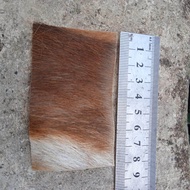 kulit kidang/kijang Asli 100%Original