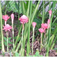 RIZOM / ANAK POKOK KANTAN ~ bunga pink