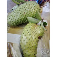 Anak Benih Pokok Durian Belanda Hybrid(kawin)