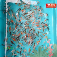 Bibit ikan koi 2-3 cm minimal order 20 ekor LANGSUNG PETANI