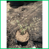 ∥ ┓ ✧ VARIEGATED AFRICAN TALISAY WITH GARDEN SOIL