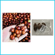 ㍿ ✈ ✼ jujube chinese dates mansanitas fruit tree seeds