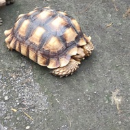 kura darat sulcata besar dewasa