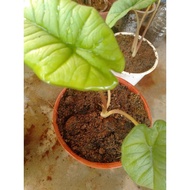 alocasia plantinum..
