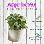 Sage Plant 药用鼠尾草 | Common Sage | Pokok Herba Hidup | Live Herb Plant