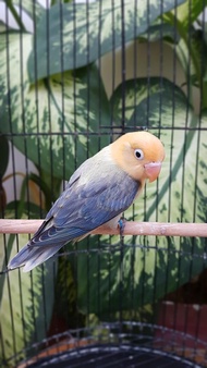 Lovebird Biola PB Euwing Vio Jantan