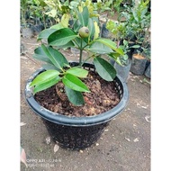 Pokok manggis mestar hybrid