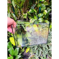 (nationwide) mini fish tank betta fish tank 24-12-17 20x15x20 with smooth edges, safe and broken due