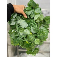 Small Leaf Fake Vines (12 vines) 2m long for Gorgeous Decoration