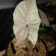Tanaman hias singonium pink spot 1 daun