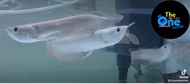 PPC Ikan Arwana Silver Brazil size 15-17cm