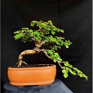 Bonsai GK7T5 Mame Small Pohon Hokianti Hokiantea Semi Cascade Unik Ber