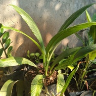 tanaman antorium linet 6 daun+pot hitam