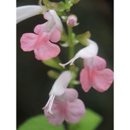 salvia coccinea/scarlet sage pokok hidup