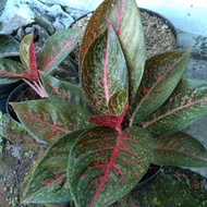 Aglaonema Tiara