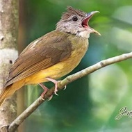 cucak jenggot jawa