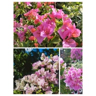 1+1 FREE! NEW YEAR SALE!!!! Rare Bougainvillea Cuttings