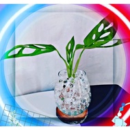 Janda Bolong Asli Dengan Vas Gelas Cantik Dan Hidrogel Transparan