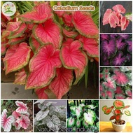[Fast Germination] Mix Caladium Seeds for Planting (100 seeds/pack, Easy To Grow In Malaysia) - Flower Seeds for Gardening Leaf Plant Bonsai Tree Real Seed Caladium Live Plant Seed Indoor Potted Plants Outdoor Air Plant Garden Decoration Items Benih Bunga