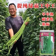 綠霸王中王豇豆種子 種籽綠條長豆角種四季豆春秋播四季豆蔬菜籽fyc