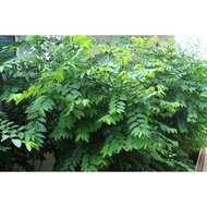 Package of 100 Malabar spinach seeds