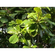 Fresh almond leaves look naturally without chemicals