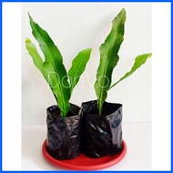 ◰ ◙ ❁ Queen of the Night (Live Plant)