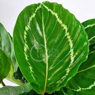 TKL - Big Size Indoor Plant Calathea Jungle Rose (Pot 160) 绿美丽竹芋