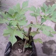 Insulin seed Promo - insulin plants