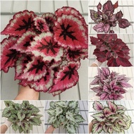 NMS /Begonia Rex/Asam Batu/Begonia Plant 秋海棠[ Finest Wonder, Venetian Red, Crayon, Salsa] Type 5 Cat