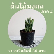 Auspicious Tree Big Tight Roots Lucky (Part 2)