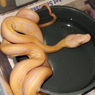 SALE COD !!! RETIC TIGER ALBINO LAVENDER READYY