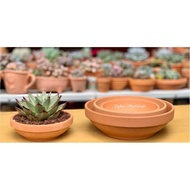 [AMO Garden Decoration]Garden Dish Shallow Smooth and Lightweight Terracotta Succulent Pot Cactus Bonsai Pot